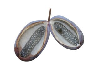 Akebia quinata benefits