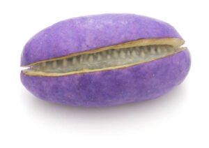 Akebia quinata nutrition