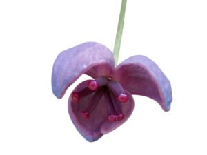 Akebia quinata benefits