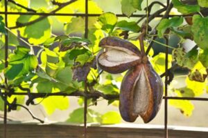 Akebia quinata nutrition