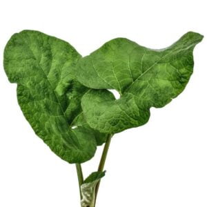 Burdock Leaf
