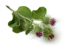 Burdock Leaf Salve