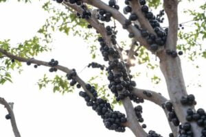 Jabuticaba nutrition