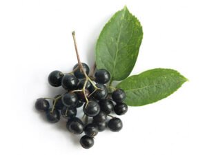 Elderberry Benefits
