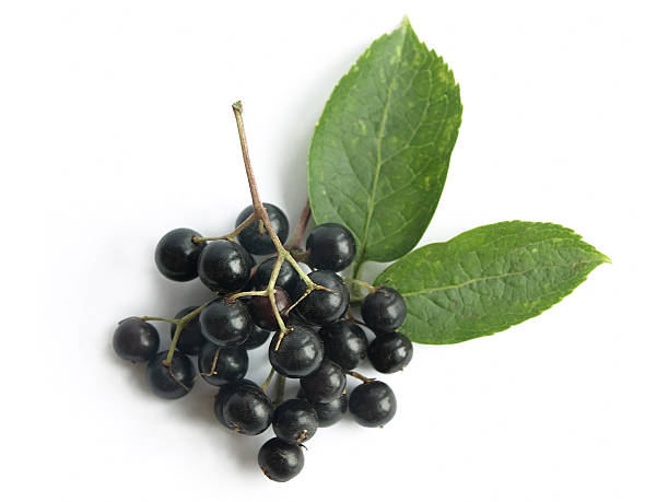 Elderberry Benefits