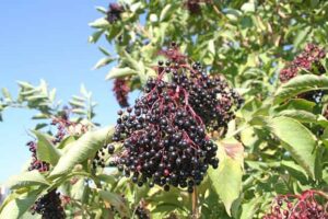 Elderberries benefits