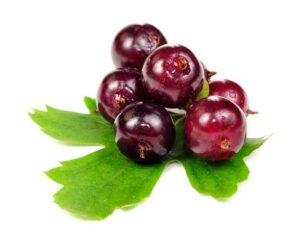 Josta berries nutrition