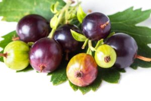 Josta berries nutrition