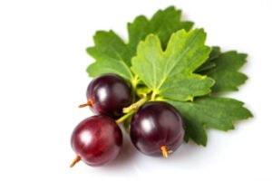 Josta berries benefits