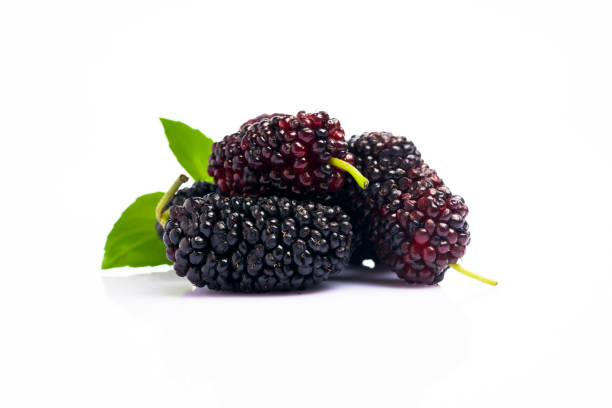 Mulberry