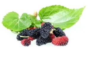 Mulberry benefits
