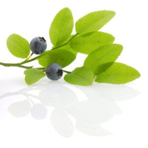 Huckleberry Benefits
