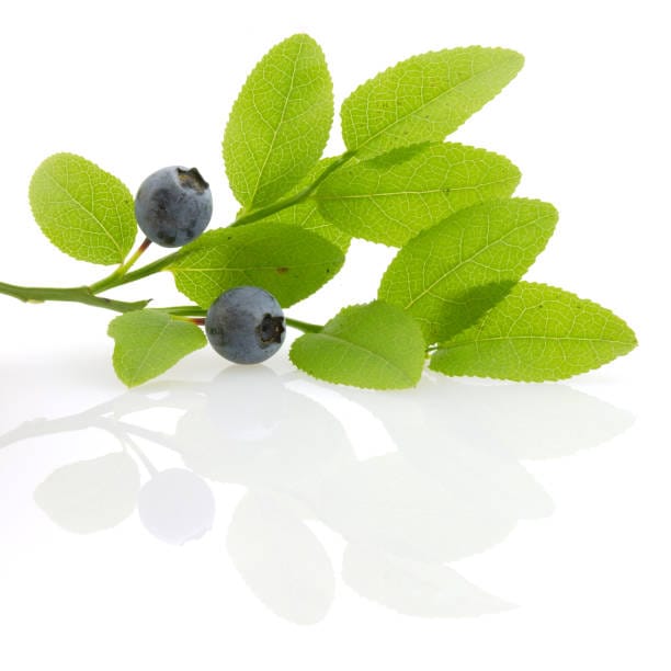 Huckleberry Benefits