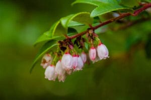 antioxidants in huckleberries
