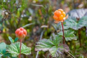 cloudberries nutrion