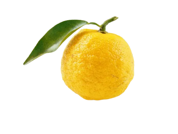 Yuzu